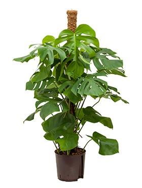Philodendron pertusem